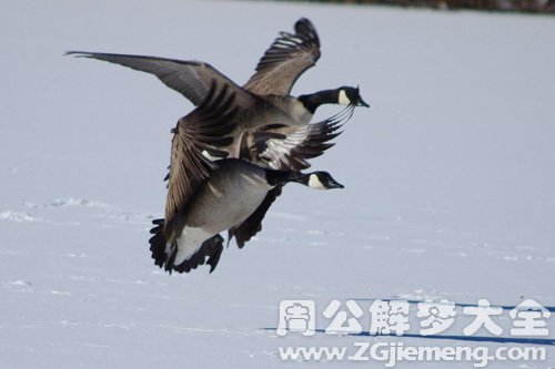 梦见黄鹄打架