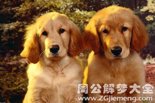 捡到两只小狗
