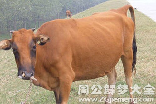 梦见黄牛说话