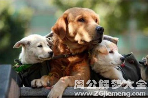 大狗带着小狗
