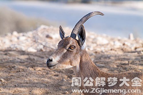 野山羊