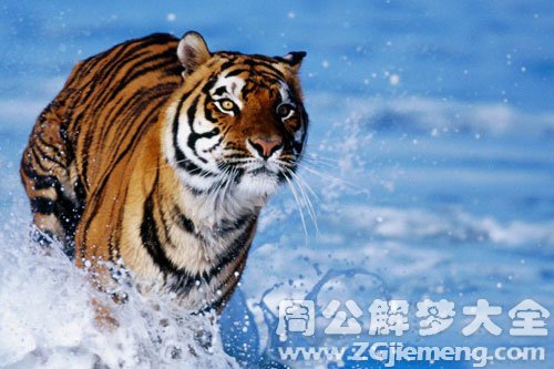 梦见家养老虎
