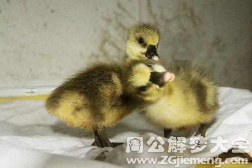 梦见黄鹄崽儿