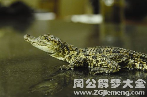 小鳄鱼