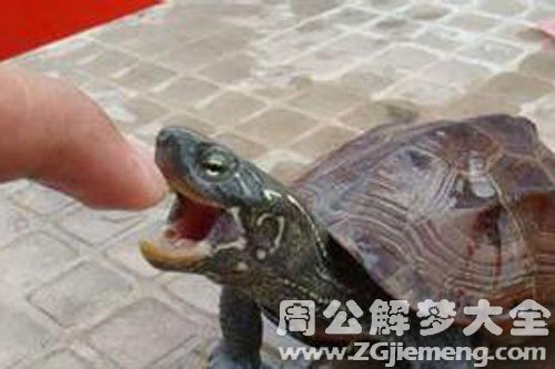 梦见被乌龟咬