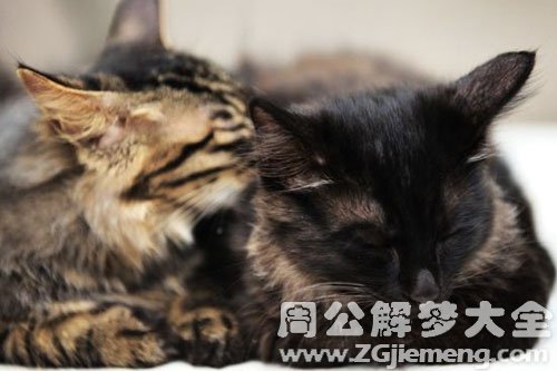 黑猫黑狗
