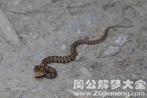 梦见蛇挡道