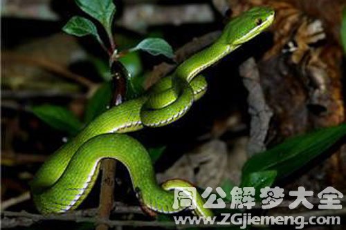 梦见两条小绿蛇