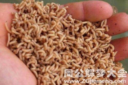 梦见水里有蛆
