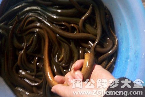 黄鳝追着我