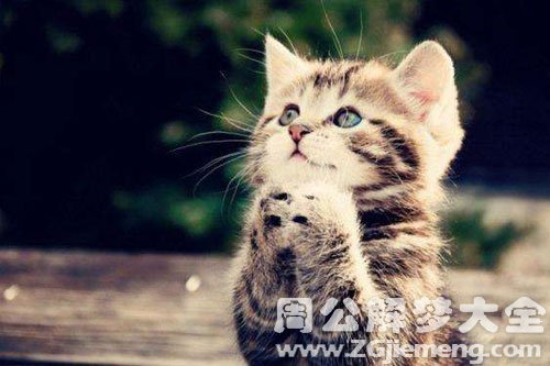 猫断了尾巴