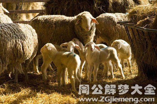 梦见羊下羔
