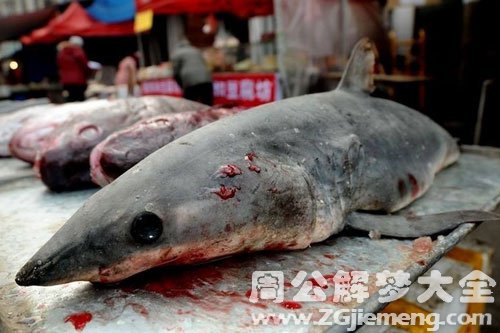 杀一条大鱼 杀一条大鱼