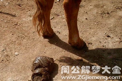 梦见很多牛屎