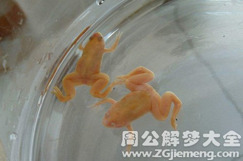 梦见金蛙和鱼 梦见金蛙和鱼