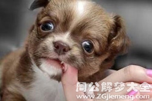 梦见狗咬自己的背