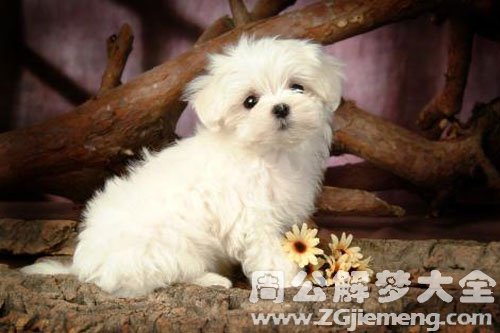 抱着小白狗