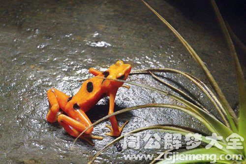 梦见金蛙扑向我