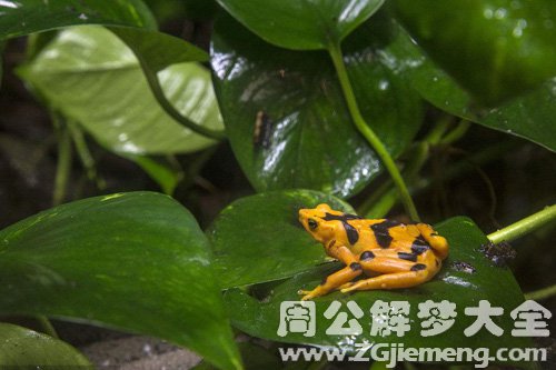 梦见金蛙跟着我走