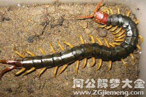 梦见超大蜈蚣
