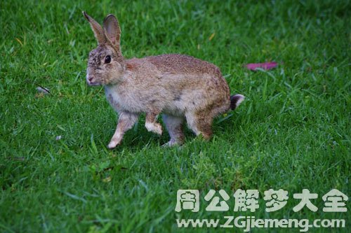 抓了野兔吃肉了