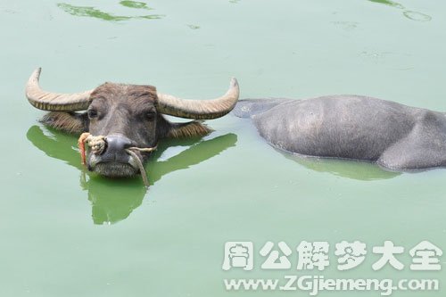 水牛