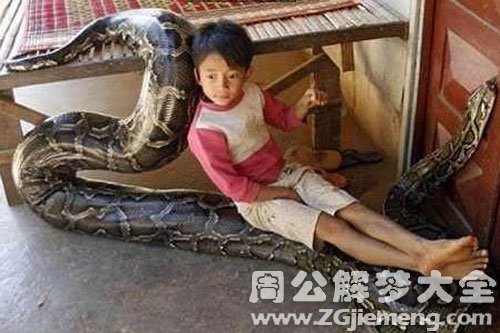 蛇在