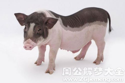猪上房顶