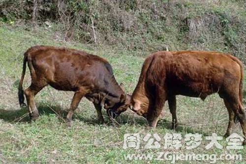 梦见牛在家里