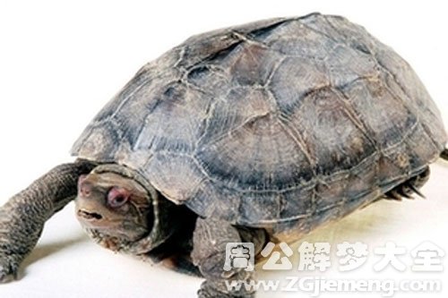 王八