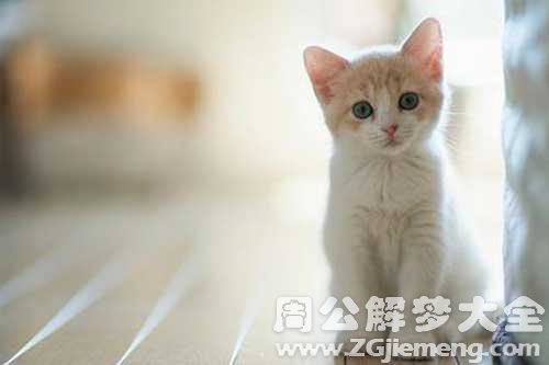 梦见疯猫