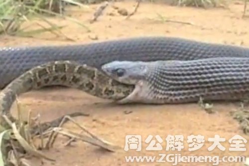 大蛇