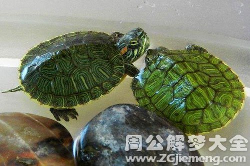 梦见看见乌龟