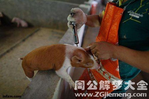 梦见小乳猪打针