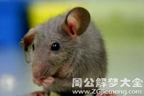 梦见老鼠变成人
