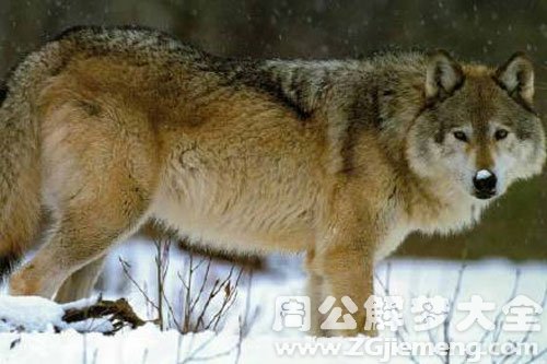 两条狼