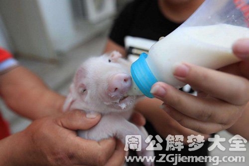 梦见小乳猪吃人奶