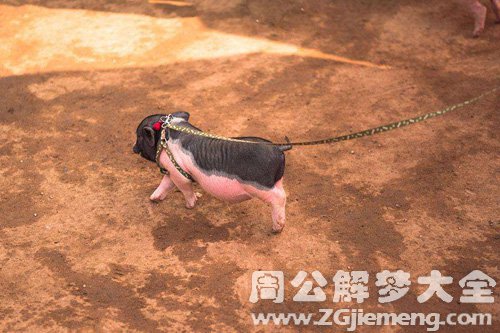 梦见小乳猪到处跑