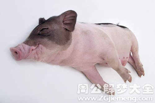 梦见小乳猪被压死