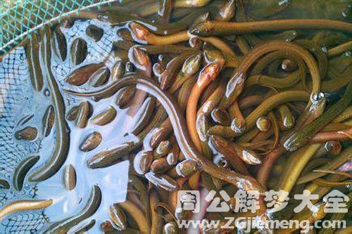 捞黄鳝