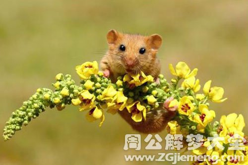 花老鼠