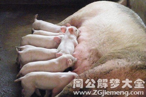梦见小乳猪吃奶