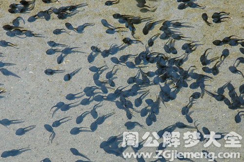 蝌蚪