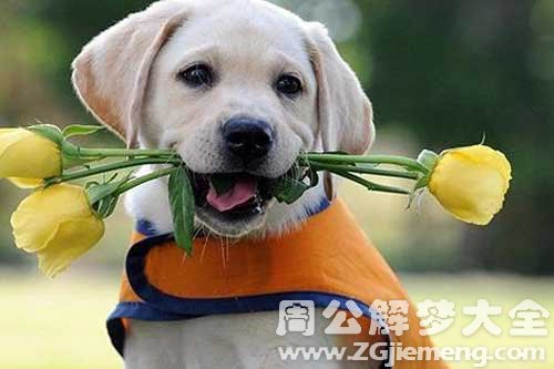 梦见躲大狗