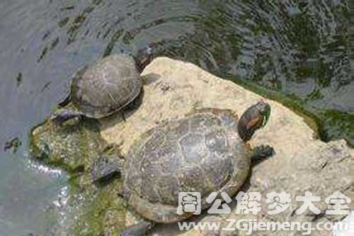 梦见找乌龟
