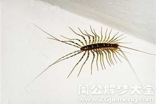 梦见多脚虫