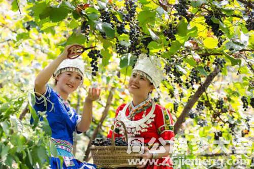 女人梦见摘葡萄
