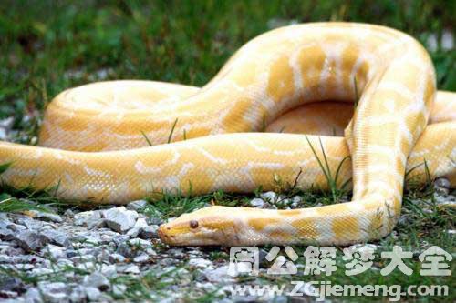 梦见砍死大蛇