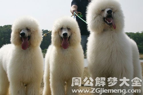 大狗
