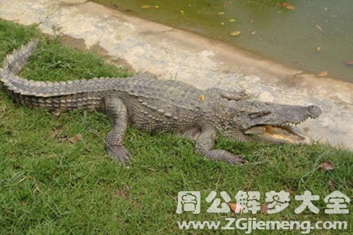 鳄鱼